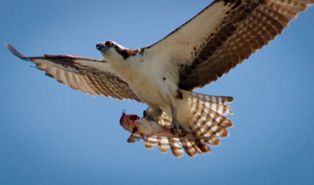 Osprey with Catfish