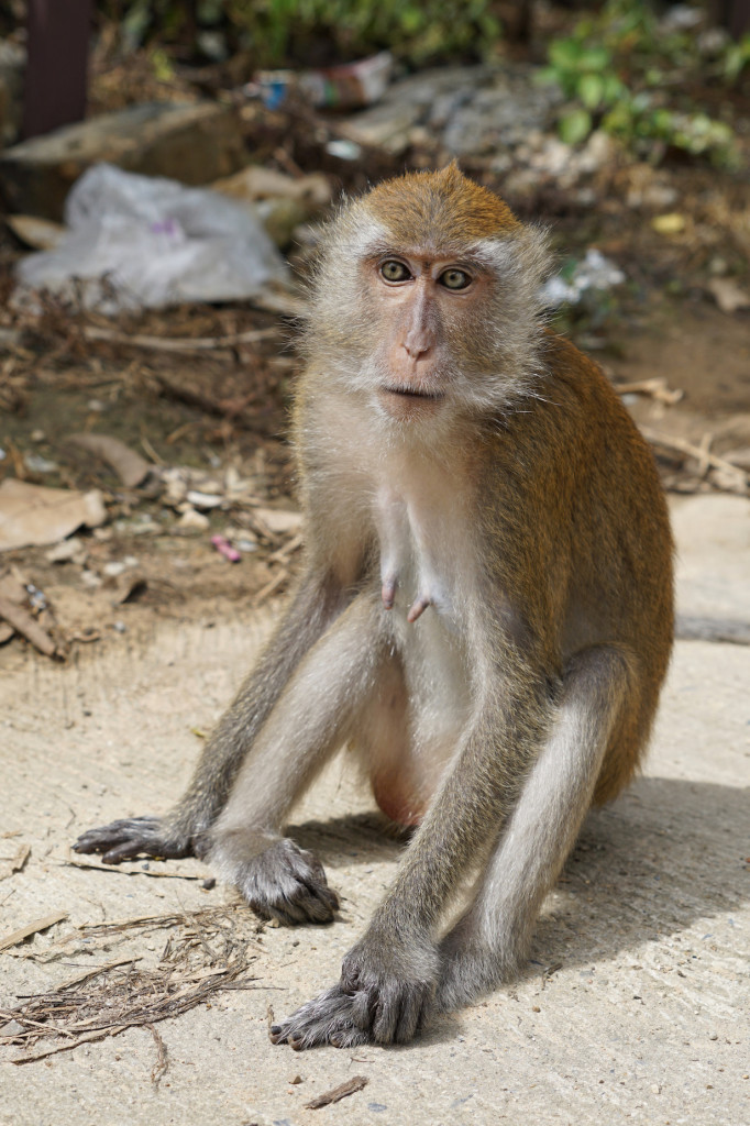 silly-monkey-sitting-thailand