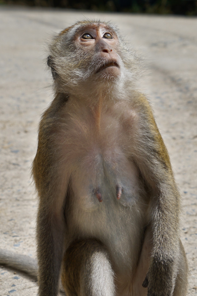 monkey dreaming bali