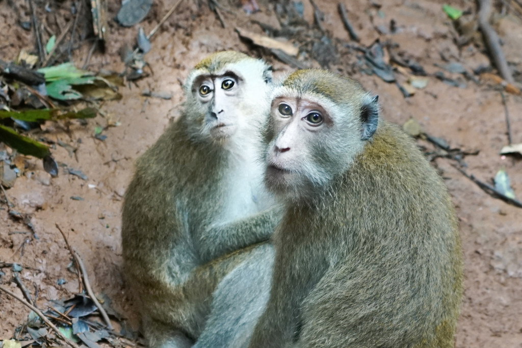 two cute monkeys thailand