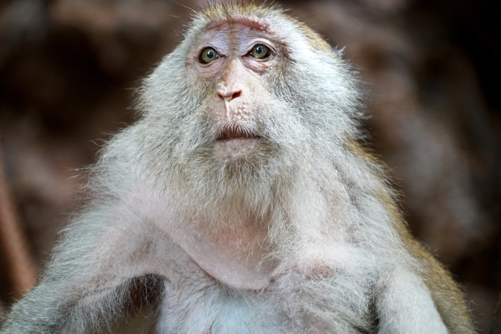 thailand monkey close up