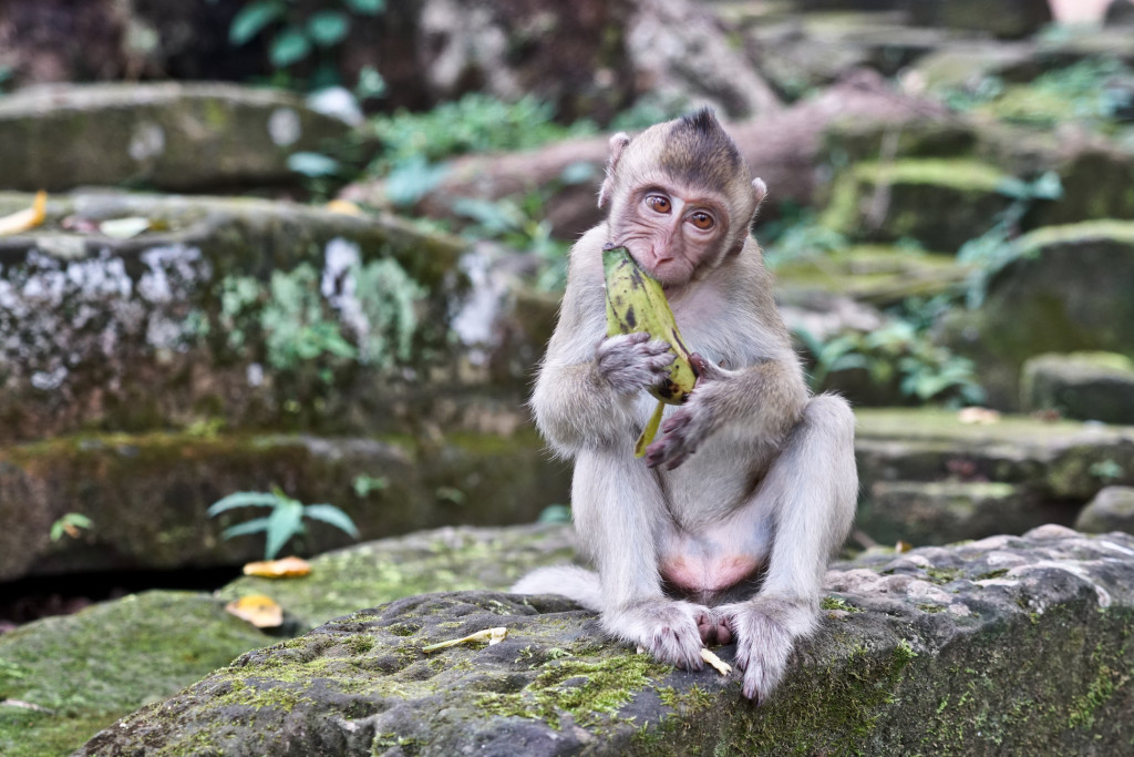 monkey-baby-banana