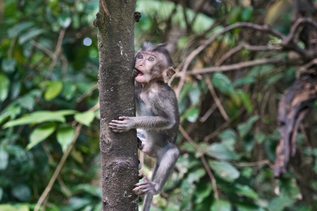 baby-monkey-bali