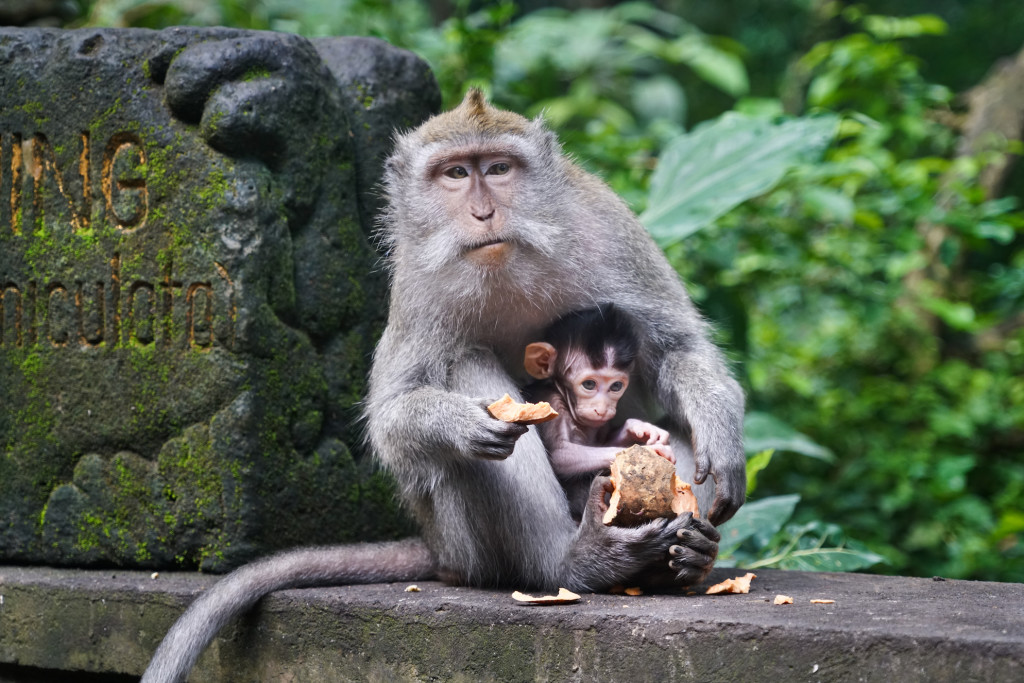 monkey-mom-baby-bali