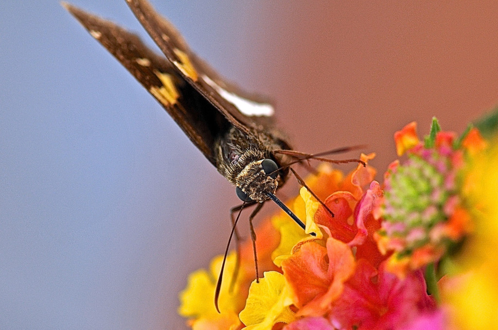 brown-butterfly-feeding-flower