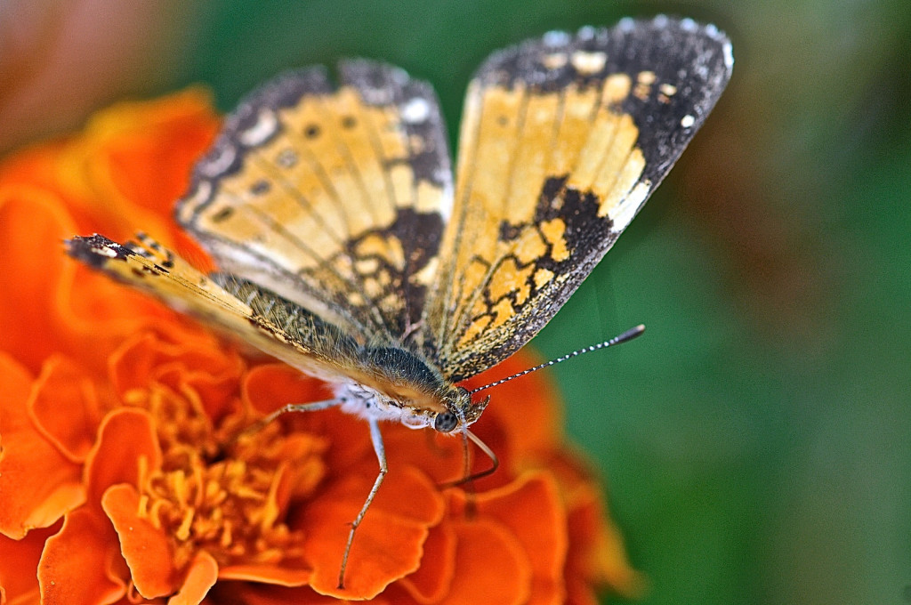 gold-butterfly-orange-flowers