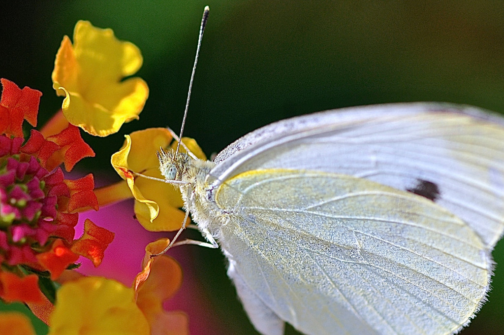 white-butterfly-yellow-flowers