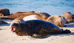 Seal yawning in La Jolla, California