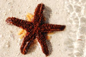 Starfish, Bahamas Royal Caribbean Island